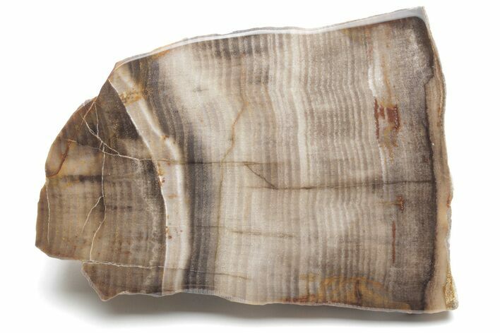 Polished Petrified Wood Section - Washington #218351